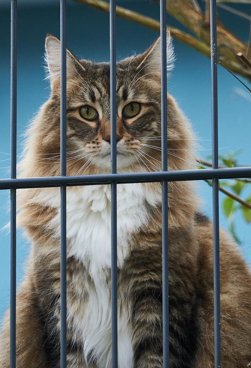 What Are the Benefits of Putting Cats in the Cat Cages?