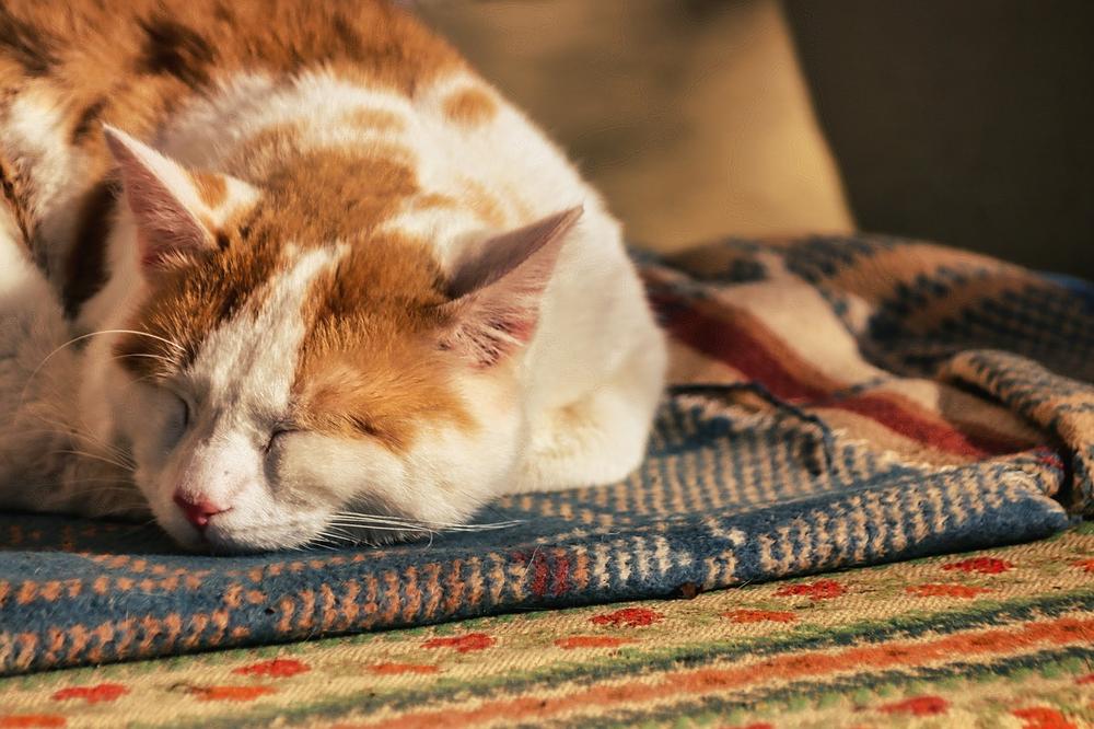 Understanding the Sleep Cycles of Cats