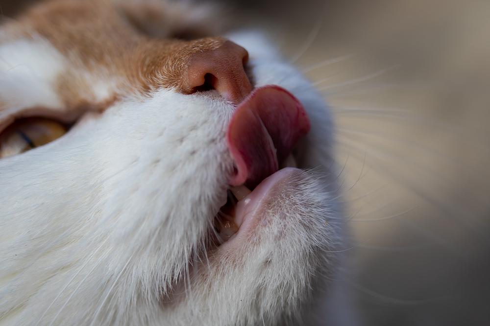 Why It Sometimes Hurts When a Cat Licks You