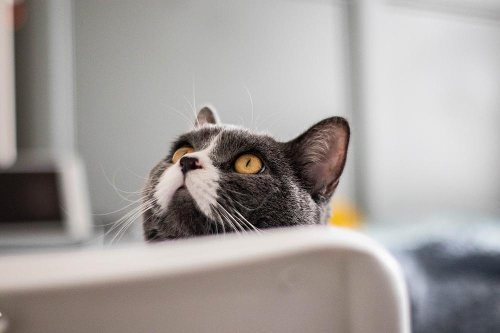 Understanding the Benefits of Potty Training Cats Without a Litter Box