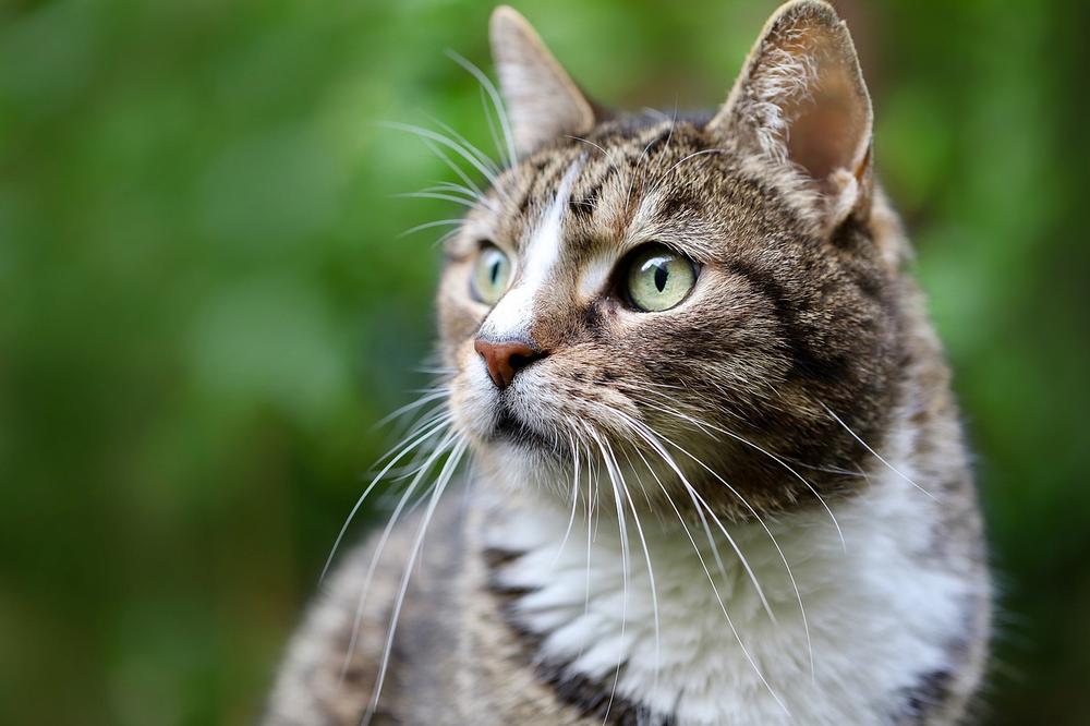 Potential Risks of Feeding Cream of Chicken Soup to Cats