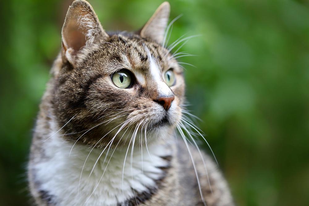 Why Do Cats Run Away From Home to Die?