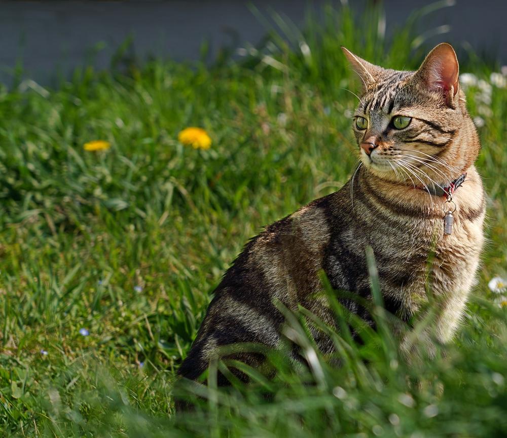 Which Grass Option is Best for Your Cat's Health?