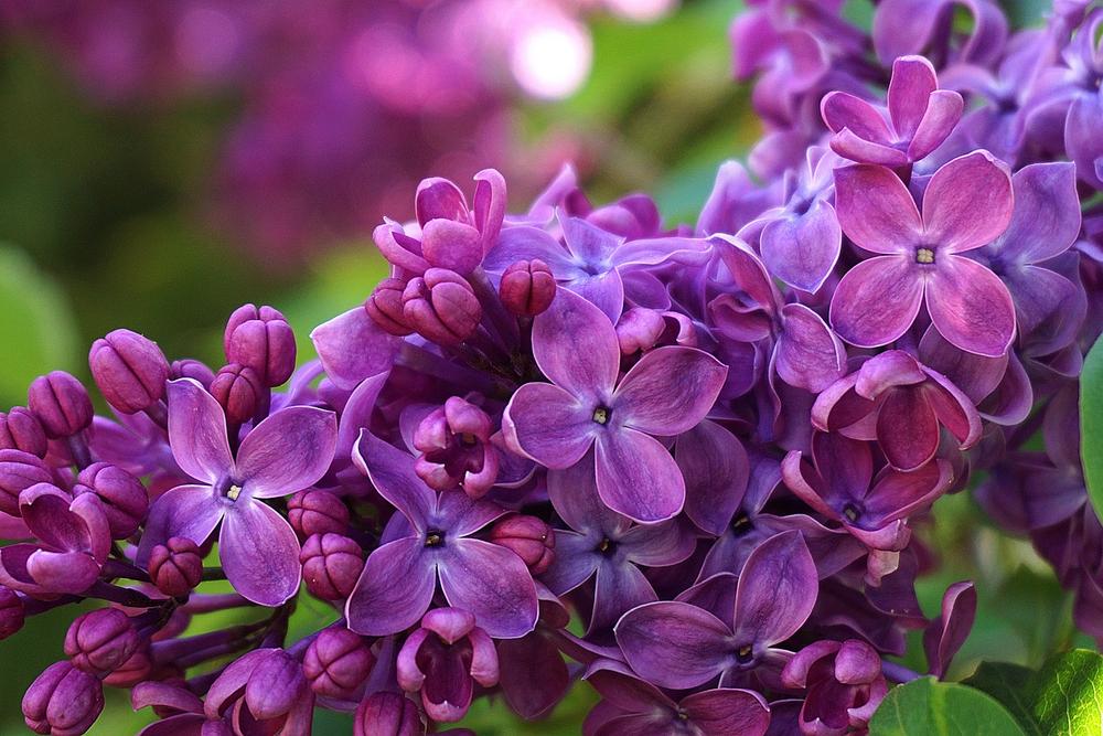 Actions to Take if Your Cat Is Sick After Eating Lilac