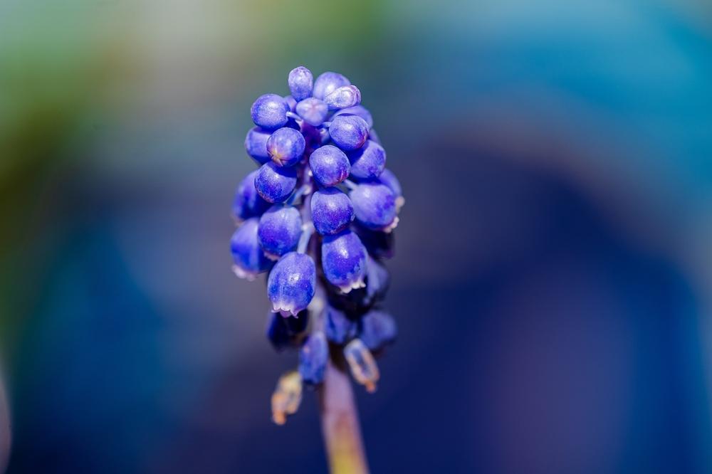 What Are Symptoms of Hyacinth Poisoning?