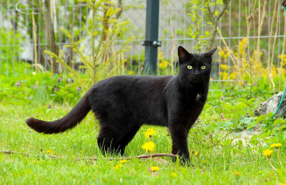 The Spiritual Symbolism of a Black Cat in the Bible