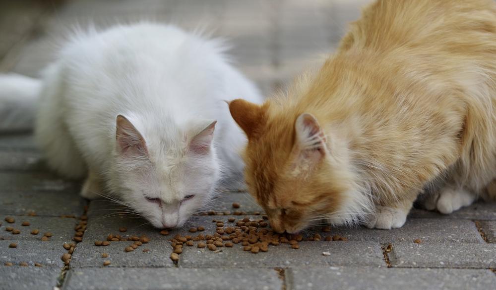 Signs of Hypothermia in Stray Cats: What to Look For