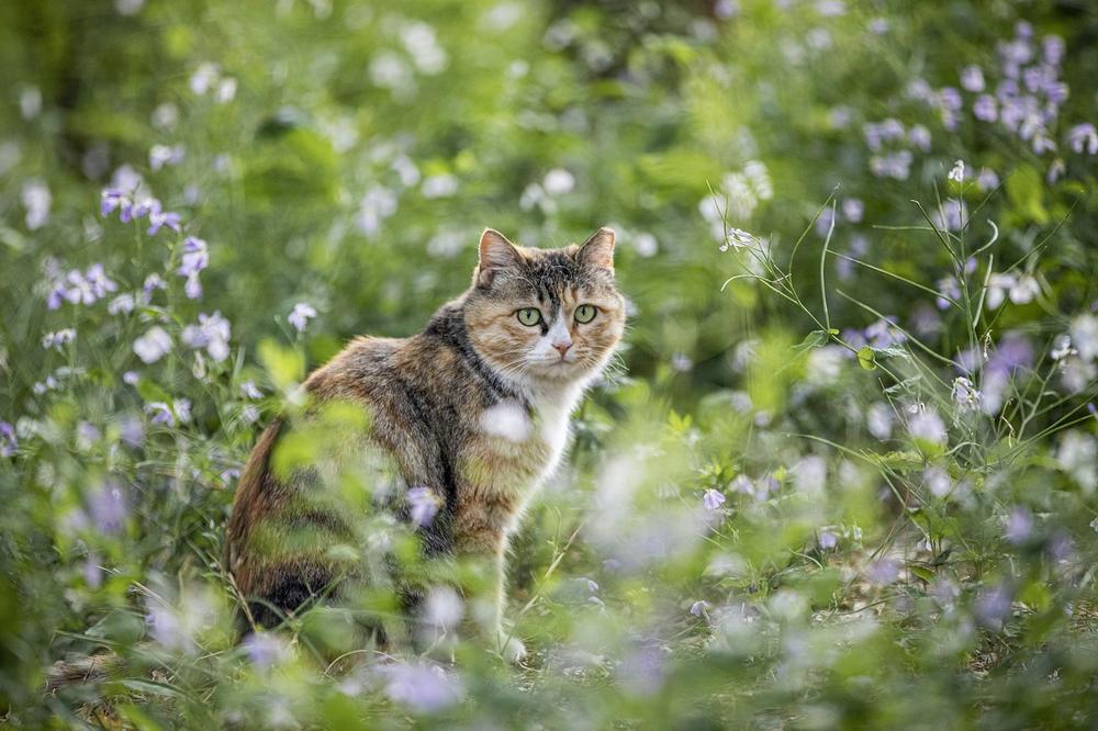 When Your Cat Goes Missing: Should You Worry?