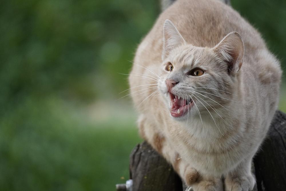 Fear-Related Pooping in Cats: Causes and Solutions