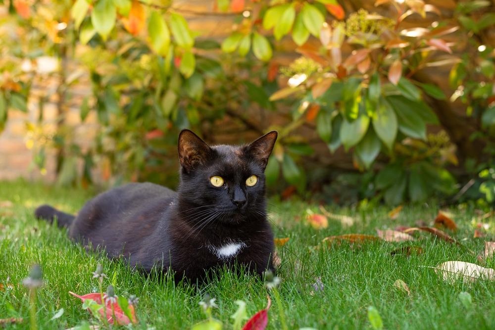 Personality Traits of Black Cats: Are They Really Different?