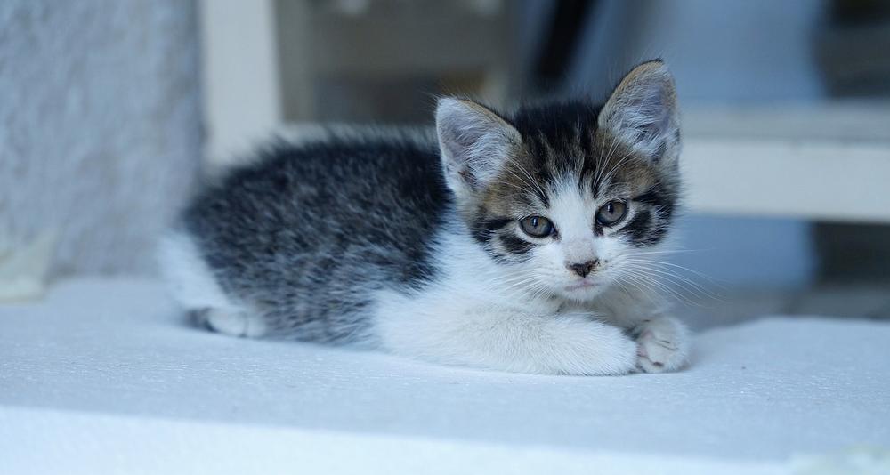 Managing Excessive Farting in Kittens: Concerns and Solutions