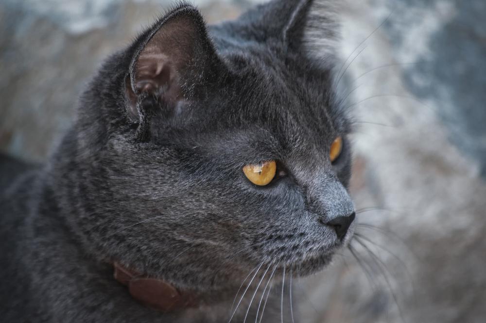 Understanding the Importance of Whiskers in Senior Cats