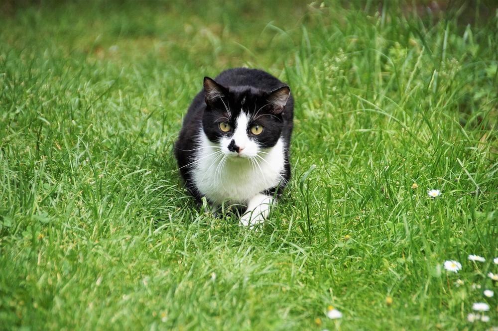 How to Grow Cat Grass and Catnip