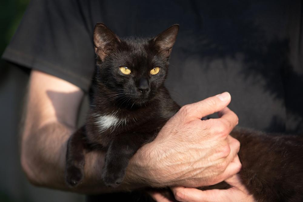 What Is Written in Celtic Mythology About Black Cats?