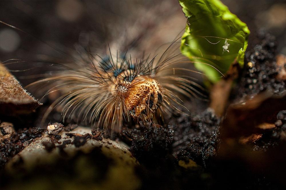 Can Caterpillars Make Cats Sick or Poisonous?