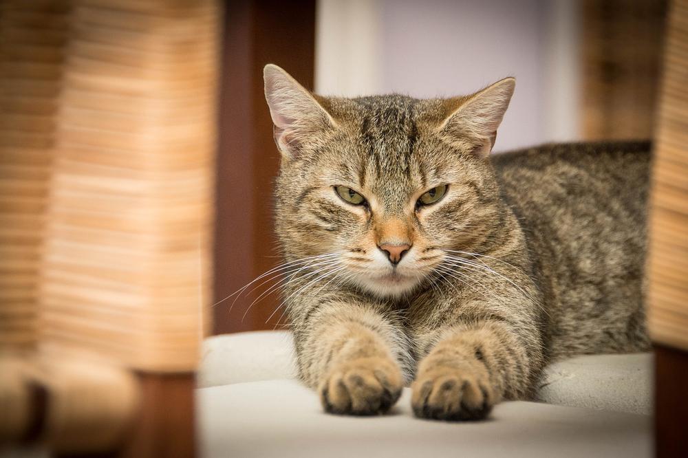 How Should I Force Feed a Cat With Kidney Failure?