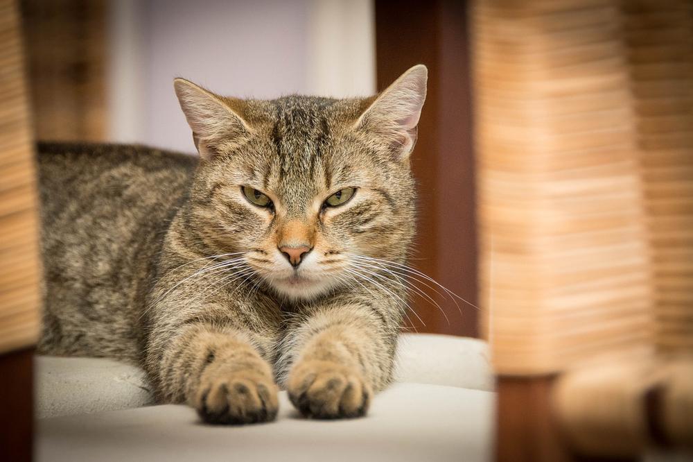 Signs of Toxicity in Cats After Consuming Centipedes