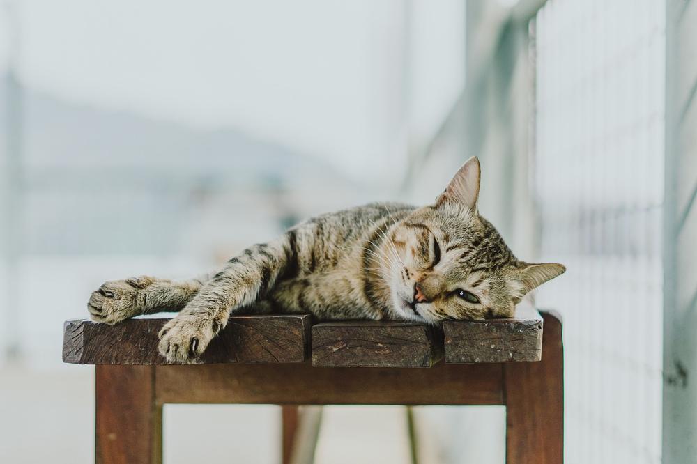 The Benefits of Talking to Your Cat: A Healthy Connection