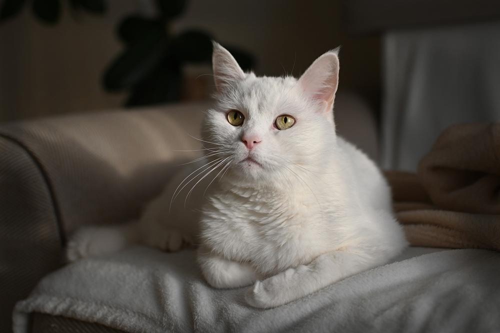 Preventing Feline Diabetes: Tips for a Healthy Cat