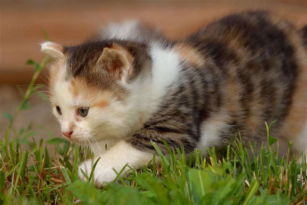Understanding Cat Depression After Introducing a New Kitten