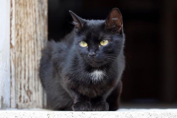 what does a black cat symbolize