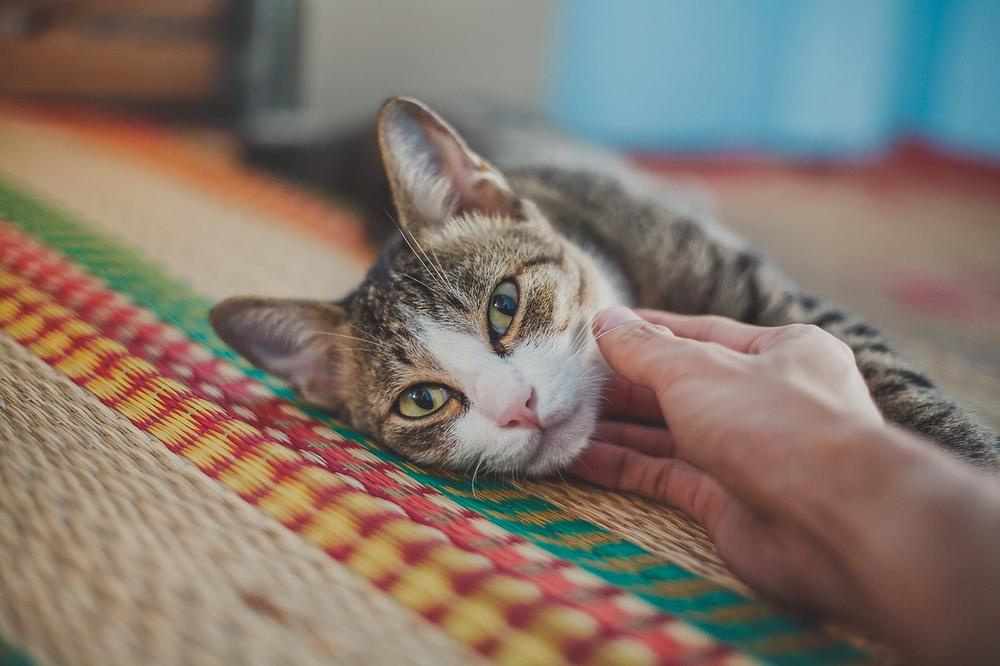 Signs That Your Cat May Bite During Petting