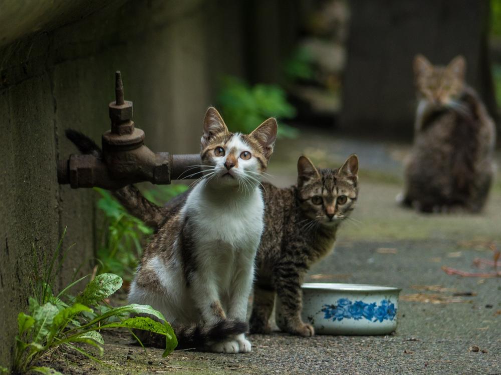 Understanding the Impact of Outdoor Territory Marking on Indoor Cats