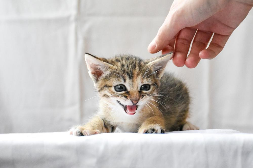 How Often Should a Cat Nurse Her Kittens?