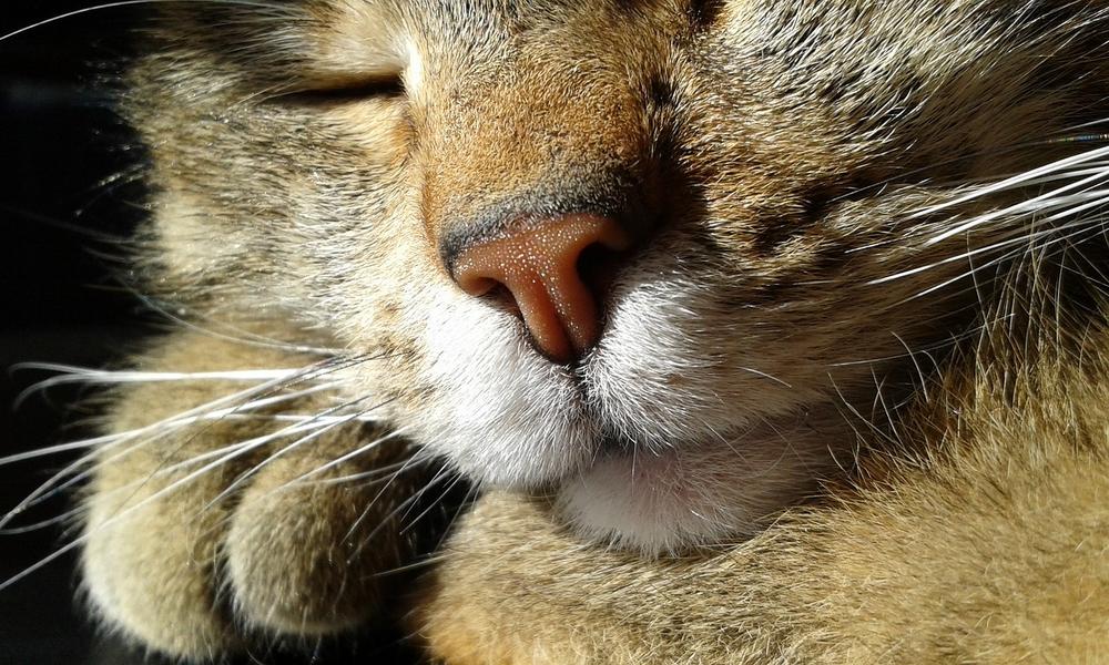 Do Cats Lick Their Noses When Stressed?