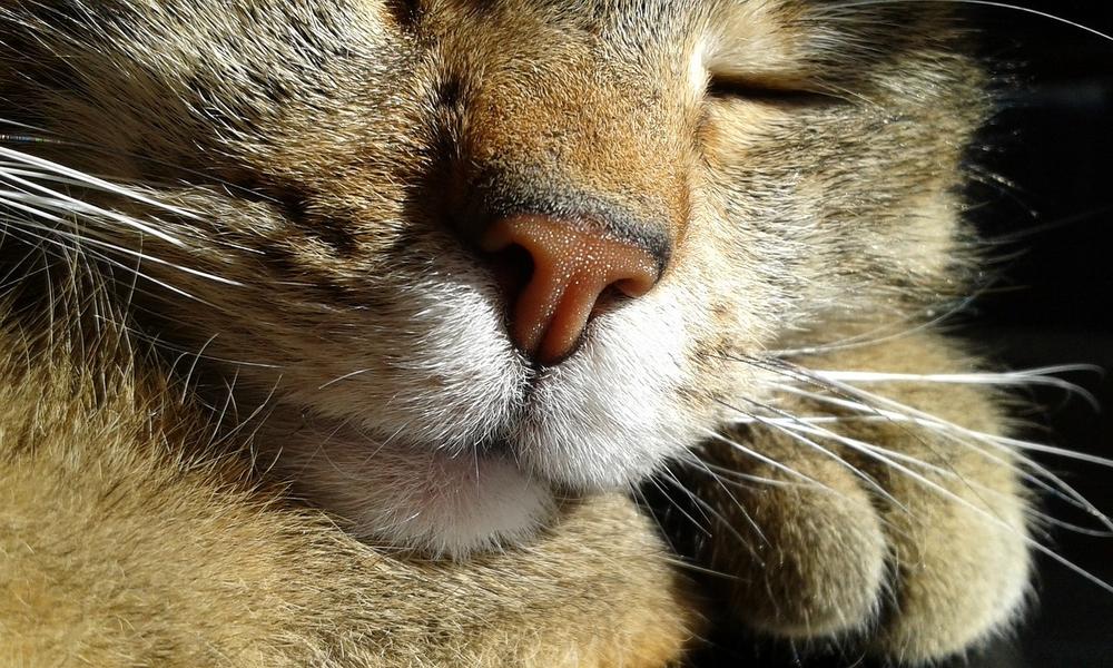 Signs of Ill-Health in Cats: Nose Symptoms and Concerns