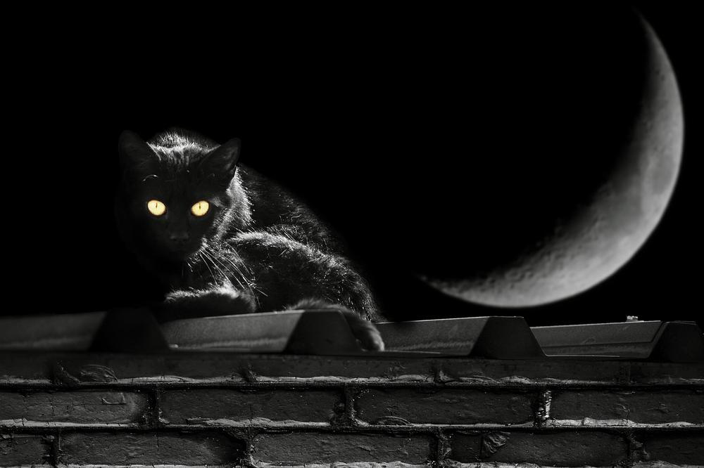 What Does a Black Cat Symbolize in the Bible?