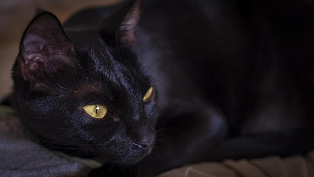 The Spiritual Significance of a Black Cat's Nocturnal Stare