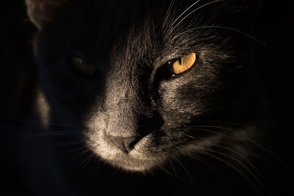 Cats Pick Up on Subtle Mood and Energy Changes