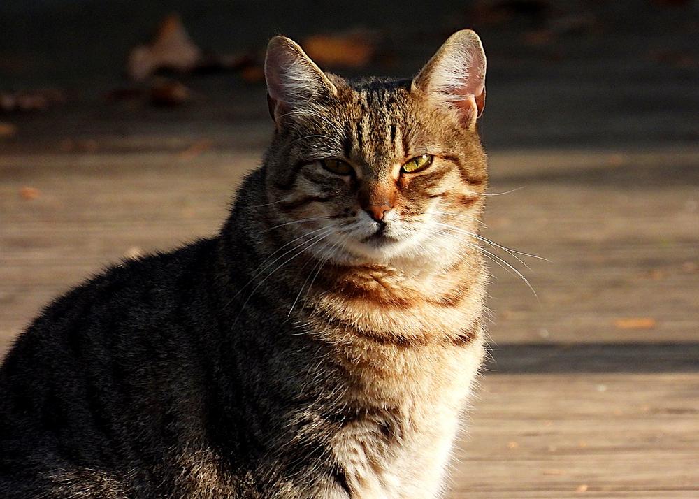 Reasons Why Tabby Cats, Especially Orange Ones, Are Often Overweight or Fat