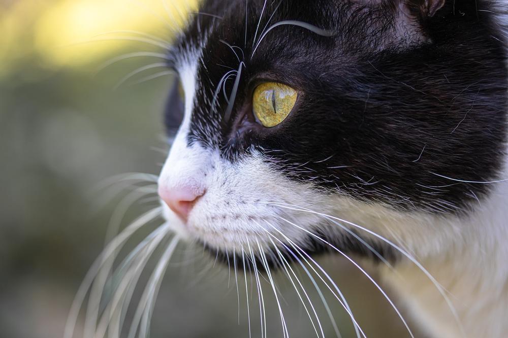 The Sensory Power of Cats' Whiskers