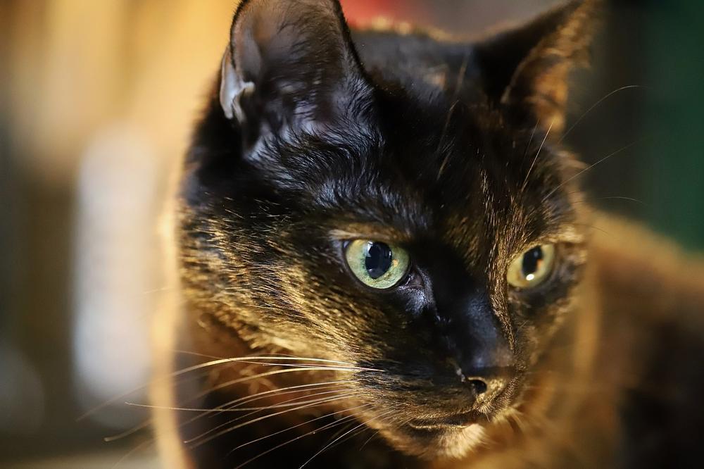 The Role of Light in Cat Eye Dilation