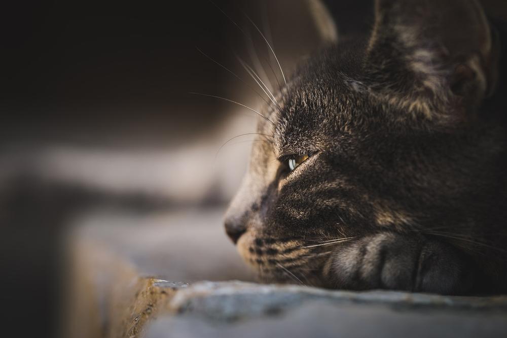 Cats' Hunting Behavior: Do They Eat Birds or Just Kill?