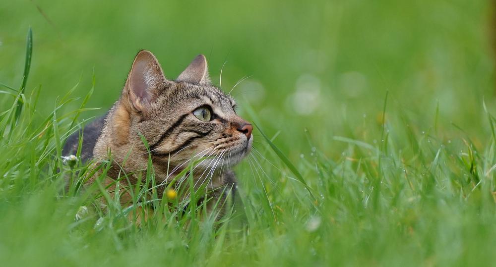 The Difference Between Cat Grass and Catnip