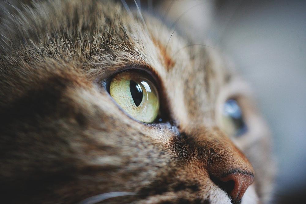 The Purpose of Eyebrow Whiskers in Cats
