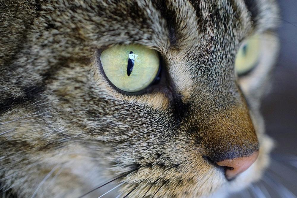 Causes of Excessive Wetness in a Cat's Nose