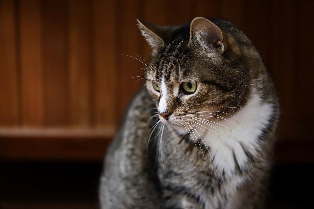 How Will Burnt Whiskers Impact Your Cat’s Behaviour?