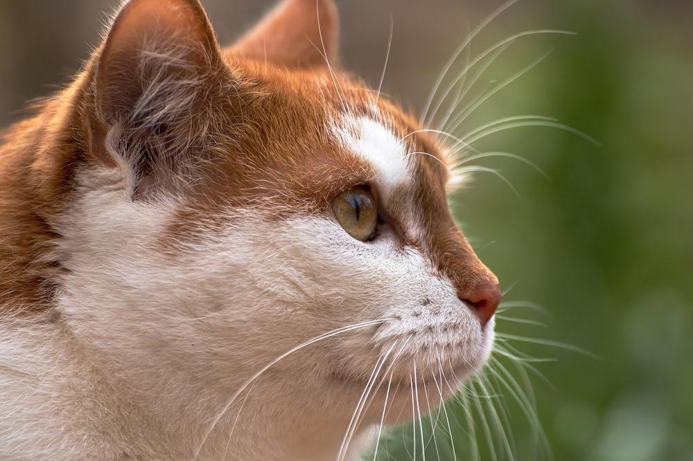Curved Cat Whiskers: Indications of Potential Problems