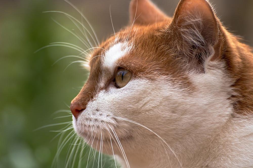 Potential Health Concerns Associated With Shortened Cat Whiskers
