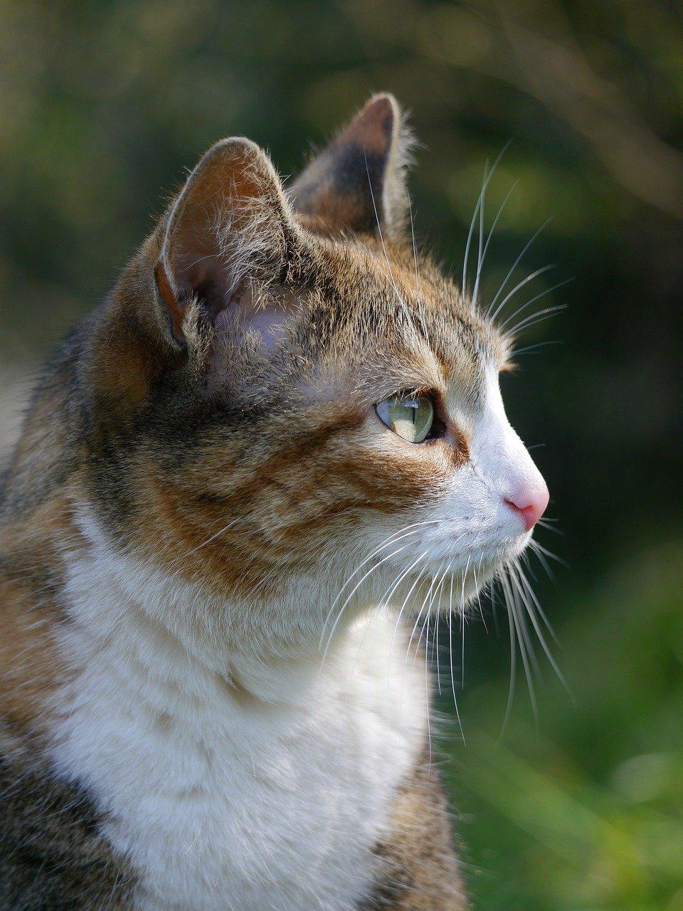 Decoding the Complex World of Feline Emotions