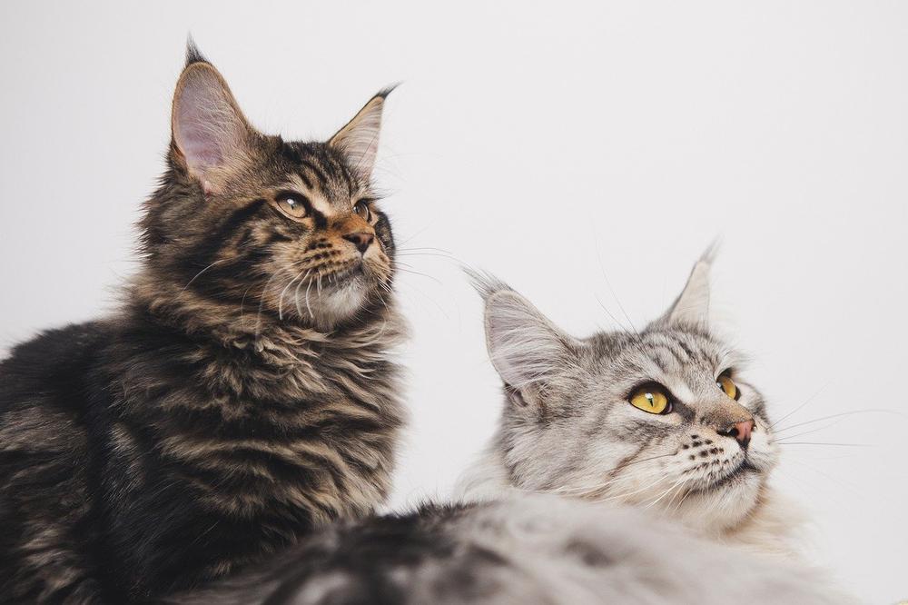 Decoding Feline Communication: Mastering the Language of Meows and More