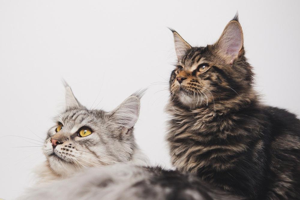 Understanding Cats' Affection: Their Desire to Spend Time Together