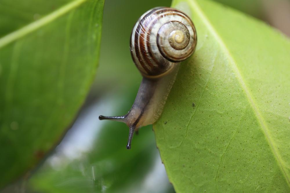 How to Keep Snails and Slugs Away from Your Cat's Environment