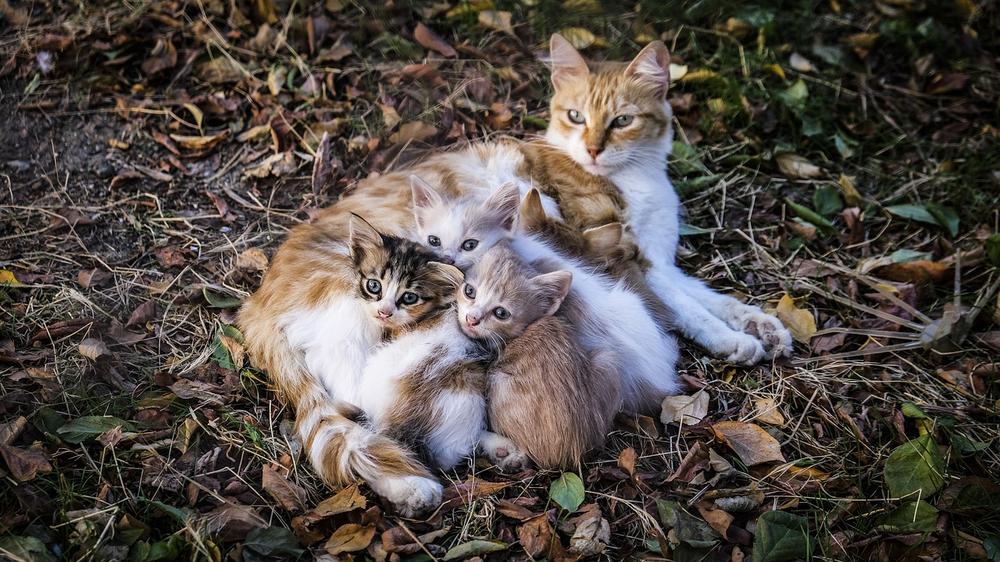 Excessive Purring and Meowing in Cats After Giving Birth