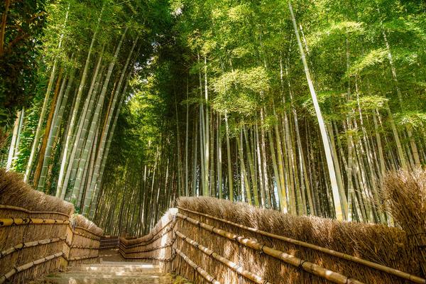 is bamboo toxic to cats