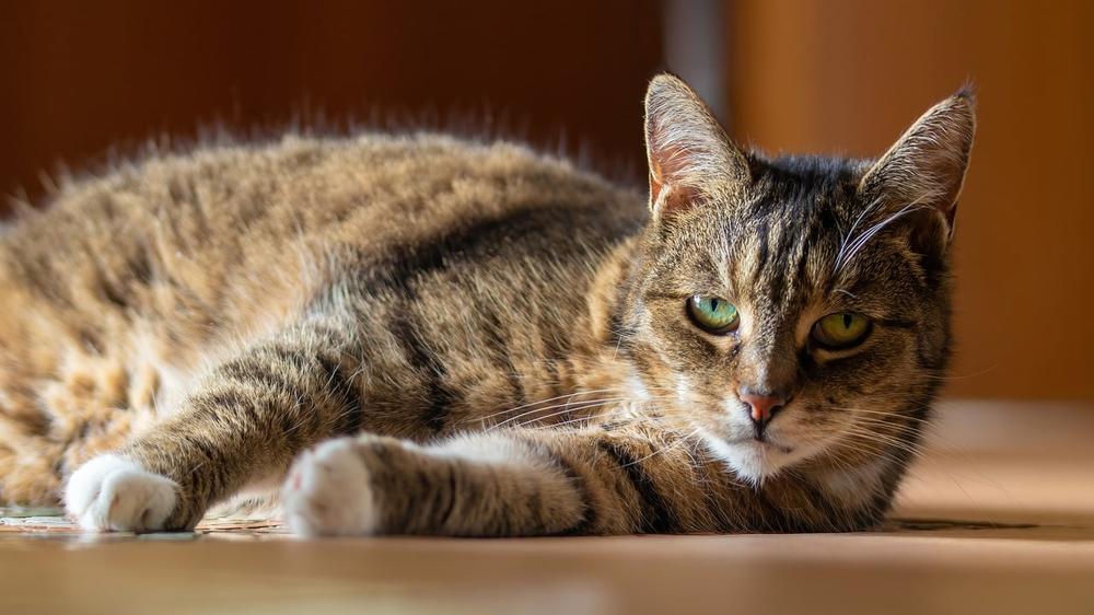 Effects of Spoiled Milk on Cats: Symptoms and Consequences